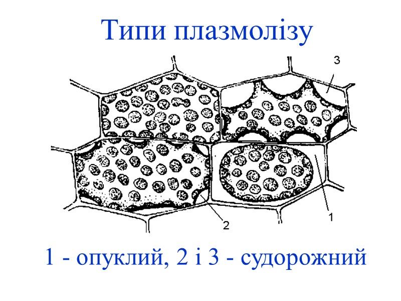 Типи плазмолізу 1 - опуклий, 2 і 3 - судорожний